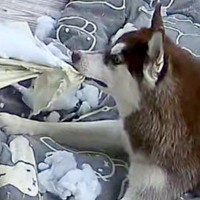 お留守番中のハスキー犬3匹→ふと見守りカメラを覗いてみたら…悲酸すぎる『衝撃の光景』に1万いいね集まる「大惨事で草」「初めて見たｗｗ」