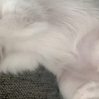 生まれて100日しか経っていないのに…赤ちゃん犬がみせた『まさかの姿勢』が284万表示の反響「猫ミームで草」「やってもうた感ｗｗ」と爆笑