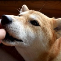 犬に『キャベツ』を与えるときの絶対NG行為５選　誤った食べさせ方による危険な症状まで