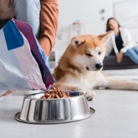 ドッグフードを選ぶときに重視すべき点5つ　注目すべき成分や正しい与え方まで