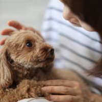 犬が『んー』と鳴く心理５選　考えられる理由やいつもと様子が違う場合の接し方まで