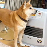 寒がりな犬が『ストーブをつけて』と飼い主に催促→すぐにつけてあげたくなる『可愛すぎる光景』が45万再生「お利口すぎ」「私が温めます」