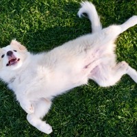 犬があなたを『喜ばせたい』ときにみせる行動５選　愛犬からのアピールに飼い主がすべき対応まで