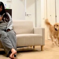 大型犬に内緒で『７ヶ月ぶりに帰省した姉』→サプライズで登場した結果…『想像を超えるリアクション』が13万再生「しっぽ取れそうｗ」と絶賛