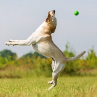 犬のジャンプが危険だと言われる『5つの理由』止めさせる方法はあるの？対処法まで