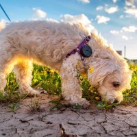 犬が『地面のニオイを嗅ぐ』理由6つ　放っておいて大丈夫？お散歩中の注意点まで解説