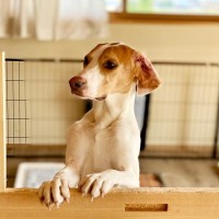 犬を不安にさせる『留守番環境』3つ　あなたの部屋は大丈夫？負担なく待たせるためにできることまで