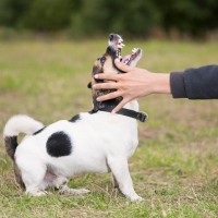 犬に嫌われる『初対面の挨拶』6つ　今すぐ改善すべき行動や嫌悪感を抱かれる人の共通点まで