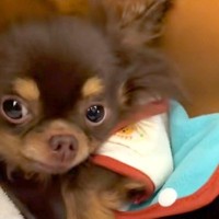 『不安でブルブル震える保護犬』をお迎え→３ヶ月、愛情を注ぎ続けた結果…あまりにも愛おしい『変化』に反響「巡り合えてよかった」「幸せだね」