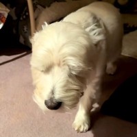 『寝起きすぎる犬』がSNSで話題　スロー再生かと思うほどの動きに「あかん、可愛すぎる」「眠いと嬉しいがいっぺんにｗ」と74万再生の反響