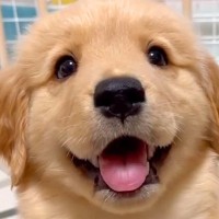 ゴールデンレトリバーの子犬が『猫に育てられた』結果→影響を受け過ぎている光景に225万再生の反響「犬らしさ忘れてるｗ」「最高なコンビ」