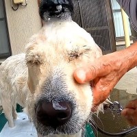 田舎のおばあちゃんが『犬を洗った』結果→容赦なさすぎる『豪快な洗いっぷり』が210万再生「想像以上で笑うｗ」「信頼を感じる」現在の様子も