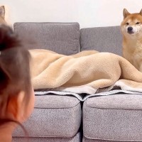 寝ているパパを守っている柴犬→1歳の女の子と大型犬も近づきたくて…タッグを組んで『抗議をする光景』が18万再生「賢すぎ」「優しさに感動」