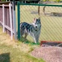 ドッグランでトイレに行った結果→大型犬が『置いていかれた』と勘違いして…想像以上に『健気な様子』が11万再生「泣きそう」「たまらない」