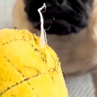 犬のおもちゃがボロボロになってしまったので、捨てようとしたら⋯アニメのような『まさかの表情』が55万再生「人間味ｗ」「捨てにくくて草」