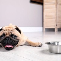 犬は冬でも『熱中症』になるって本当？主な原因や飼い主が必ず意識すべきことまで