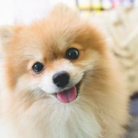 『飼い主のことが大好きな犬』の共通点5選　見逃したくない愛情表現や好いてもらうコツまで
