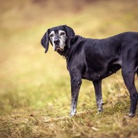 犬が亡くなる前に必要な『事前準備』とは？悔いのないお別れのために必要な心構えまで