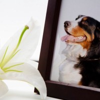 愛犬との『お別れ』飼い主が後悔しないためにすべきこと5つ　死期が迫っているときにみせる行動まで