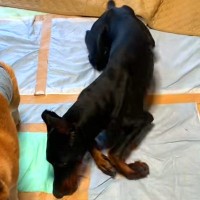 病気で立ち上がれなくなった大型犬…涙が止まらない『奇跡的な回復』をする光景が11万再生「頑張りに勇気もらった」「飼い主さんの愛が伝わる」