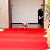 犬が結婚式で『リングドッグ』をした結果→指輪を届けるだけかと思いきや…『最高のおもてなし』に絶賛「可愛くてニヤける」「素敵」と26万再生