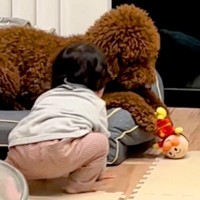 『アンパンマン人形』で遊ぶ大型犬と1歳の男の子→取り合いになって…まるで『本当の兄弟』のような光景に反響「可愛い」「勝ち誇ってるｗ」