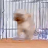 『なんでやねんｗｗ』犬に"悲しいお知らせがあります"と言うと、必ず…『まさかの行動』が面白いと258万再生「現実逃避？」「お利口すぎ」