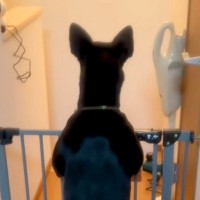 2年前に突然の体調不良で倒れたお父さん→退院後、家に帰ると犬が待っていて…思わず涙する『感動の再会』に反響「嬉しさ爆発」「大好きなんだ」