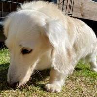 『2回捨てられたガリガリの犬』大人に怯え、3年が経った現在は…涙が止まらない『壮絶な物語』が209万再生「なんて酷い」「幸せになって」