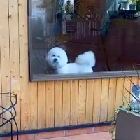 『もう！おそいよ！』あまり怒らない犬がトリミングへ→お迎えに行った結果…かわいすぎる『ご立腹』が10万再生「愛しさ倍増ｗ」「忙しくて草」