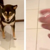 犬を呼んでも来ないので『他の犬を撫でるふり』をした結果…「思春期の子供で草」「ワロタｗｗ」予想裏切る『まさかのリアクション』が38万再生
