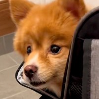 飼い主が急死し『3日間放置されていた犬』→放っておけないとお迎えした結果…新しい家族が増えた光景に反響「かわいい笑顔」「幸せな犬生を」