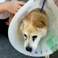 首輪の代わりにワイヤーをつけられた『迷子の老犬』を保護→愛情を与えた結果…『表情に変化』に思わず涙が出ると26万再生「本当に良かった」