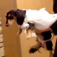 結婚式で『指輪を渡す大役』を任された犬→運んでくれると思ったら…応援したくなる『一生懸命な光景』が25万再生「可愛すぎ」「お利口さん」