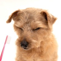 犬が自分のことを『不幸だ』と思っているサイン5つ　どんな行動を見せる？幸福感を高める秘訣まで