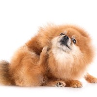 犬が『体を痒がる』4つの原因　執拗に皮膚を掻いてしまうときにできることまで