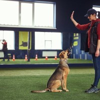 犬と関わることができる職業23選　犬好きが一度は憧れる仕事とは？必要な資格まで解説