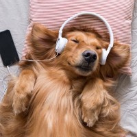 犬が喜ぶ『音』５選　愛犬の好みを知る方法や日々の暮らしで役立つアイテムまで