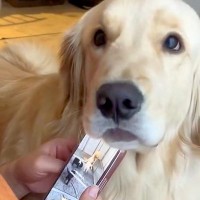 スマホをいじっている女性→構ってほしそうな大型犬が…絶対に無視できない『あざとい行動』が24万再生「イチャイチャしやがってｗ」「可愛い」