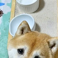 『かあさん、からっぽです…』ご飯を食べ終わった犬→お皿の前で…思った以上に切ない『表情』に4万いいね「ズルいｗｗ」「負けそうになる」
