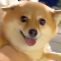 久々にママが帰ってくるので、犬が『駅までお迎えに行った』結果→再会の瞬間に…ドタバタすぎる『おかえり』が54万再生「よっぽど嬉しいんだ」