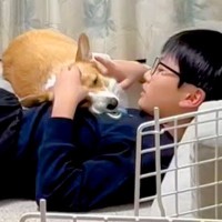息子と一緒に寝転がっている犬に『ママと寝る？』と声を掛けた結果→どちらと眠るか悩んで…尊い結末が54万再生「優しさの塊」「ほっこり」