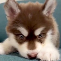 『こんなに小さかった赤ちゃん犬が…』生後4ヶ月になった結果→あまりにも尊い成長の記録が10万再生「愛しいのかたまり」「毎日が貴重な時間」