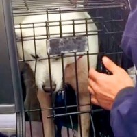 9年前、保護されていた犬を家族としてお迎えした結果…14歳になった『現在までの記録』が泣けると話題「感動をありがとう」「涙が出てきた…」