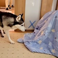 犬たちに内緒で『お兄ちゃんが帰省した』結果→布団に隠れていたら…『1年ぶりの再会』で感情が大爆発する光景が99万再生「たまらん…」
