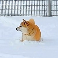 雪の中で動けなくなった犬→普段はおバカなハスキー犬が『ピンチだ』と駆けつけて…感動的な光景が80万再生「泣いた」「兄弟愛がすごい」と称賛