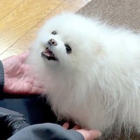半年ぶりに実家に帰省し『大好きなおばあちゃん』と再会した犬→お互いの反応が『尊すぎる』と7万再生「かわいい…」「笑顔たまらない」