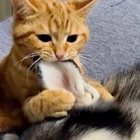 寝ているハスキー犬にイタズラをする子猫→『怒るかな』と思ったら…5秒後の光景が尊すぎると127万再生「ふたりとも幸せそう」「可愛い」