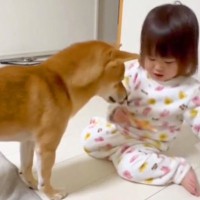 小さな女の子に『おすわりして』と言われた犬→ちゃんと座ったら…癒やされる『幸せの光景』が21万再生「どっちも可愛いｗ」「優しい世界」