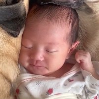 生まれたばかりの赤ちゃんが寝ていたら『2匹の犬』が近づいて…あまりにも尊い『添い寝』が41万再生「何時間でも見れる」「愛おしくて涙でる」